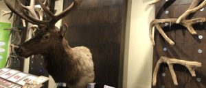 IMG_4953-700x300